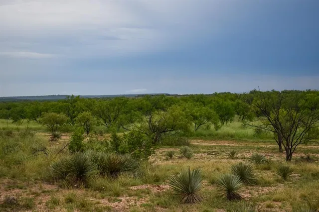 a view of a field with a tree