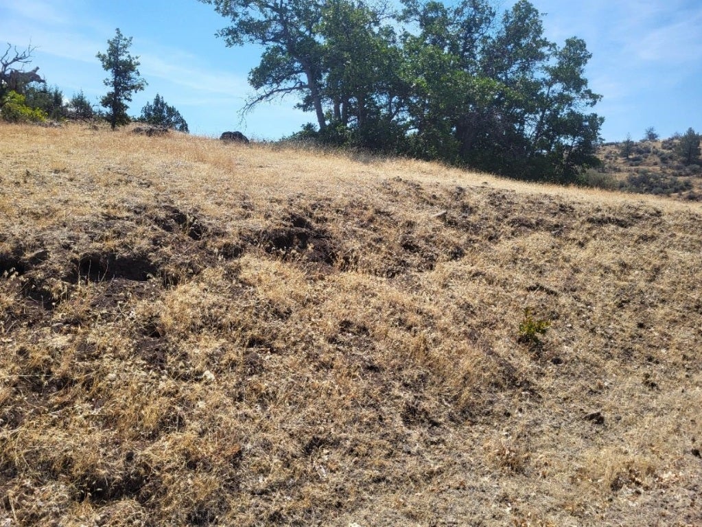 Lot 184 Iron Gate Road Hornbrook, CA 96044 - Photo 5 of 6 Gallery Image 5