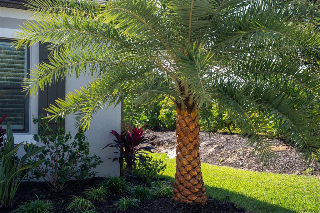 16106 Culpepper Drive Lakewood Ranch, FL 34211 - Photo 7 of 99 a view of a garden with plants