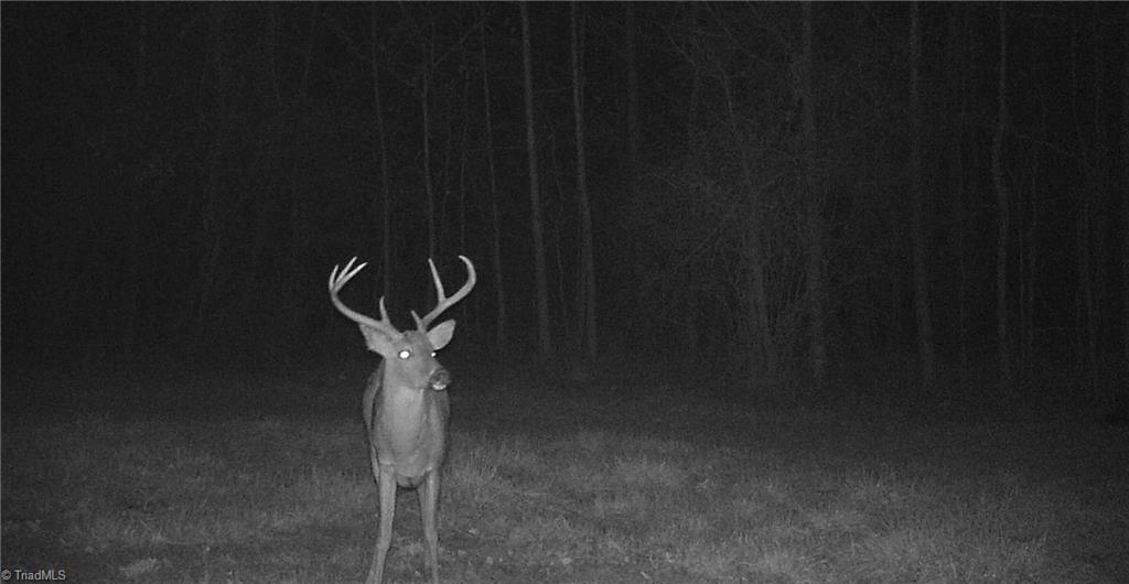 0 Stewart Road Ruffin, NC 27326 - Photo 13 of 50