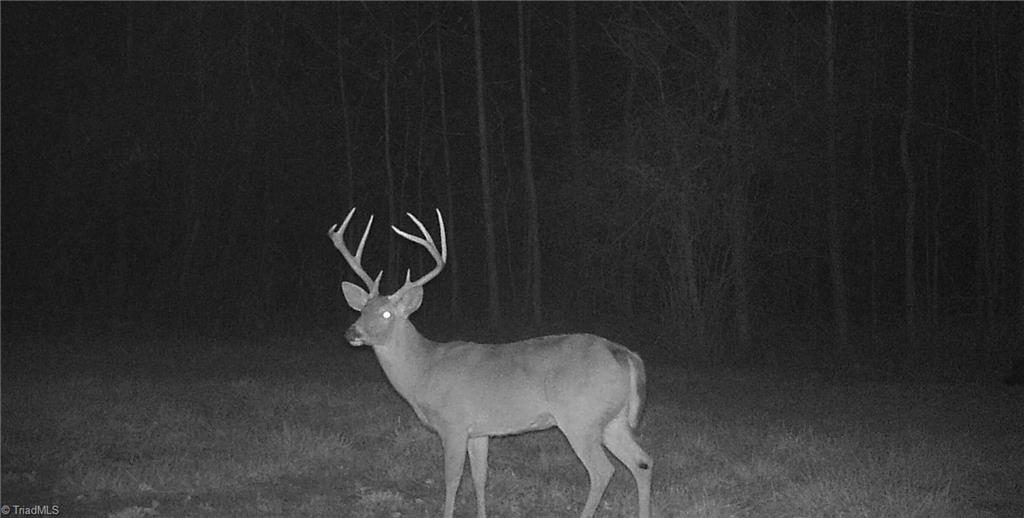 0 Stewart Road Ruffin, NC 27326 - Photo 14 of 50