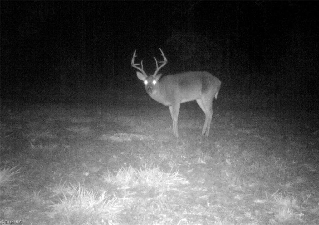 0 Stewart Road Ruffin, NC 27326 - Photo 16 of 50