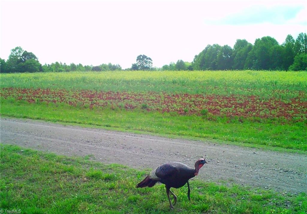 0 Stewart Road Ruffin, NC 27326 - Photo 19 of 50