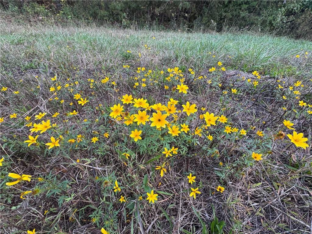 0 Stewart Road Ruffin, NC 27326 - Photo 44 of 50