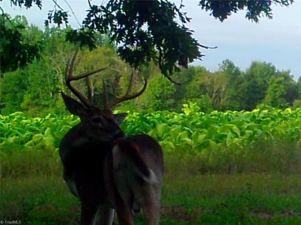 0 Stewart Road Ruffin, NC 27326 - Photo 8 of 50