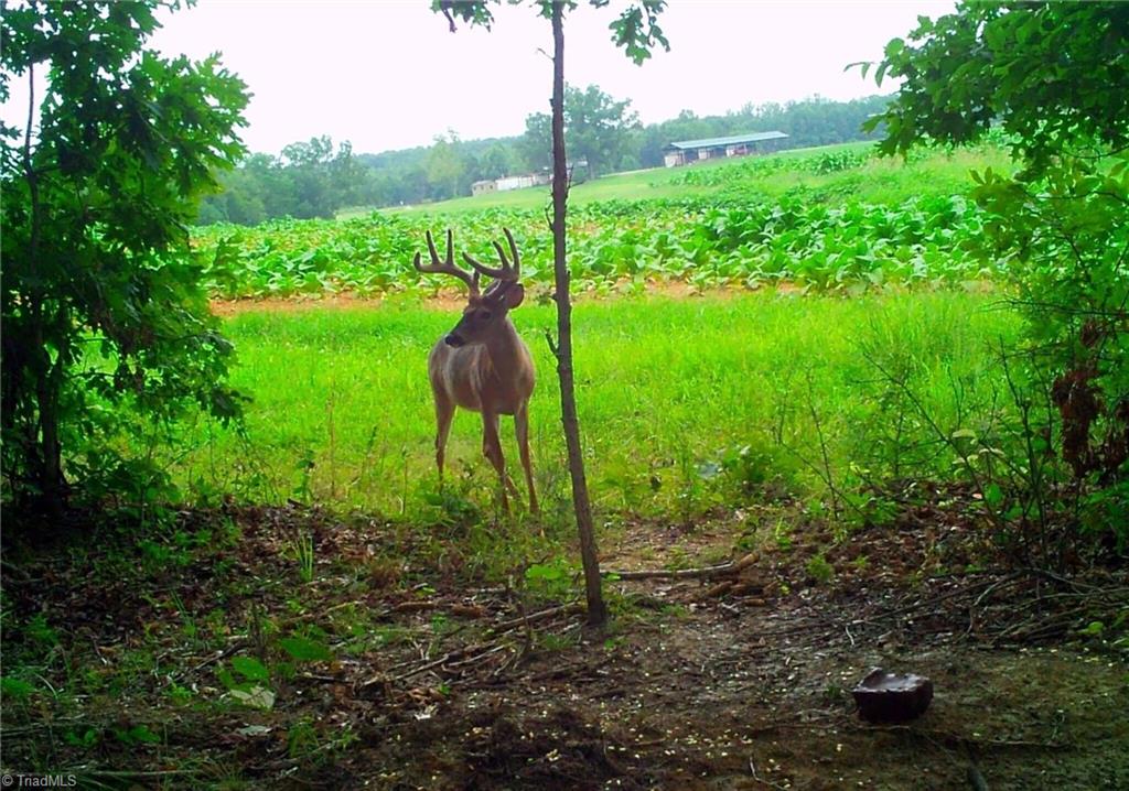 0 Stewart Road Ruffin, NC 27326 - Photo 10 of 50