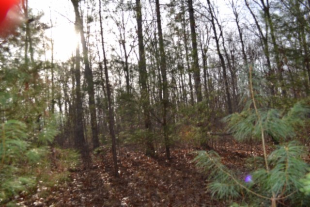 0 Shotgun Annie Road Jamestown, TN 38556 - Photo 11 of 59 a view of forest