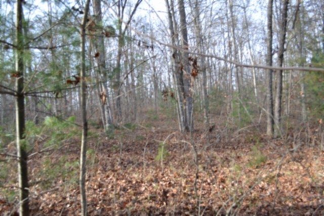 0 Shotgun Annie Road Jamestown, TN 38556 - Photo 13 of 59 a view of a forest with a tree