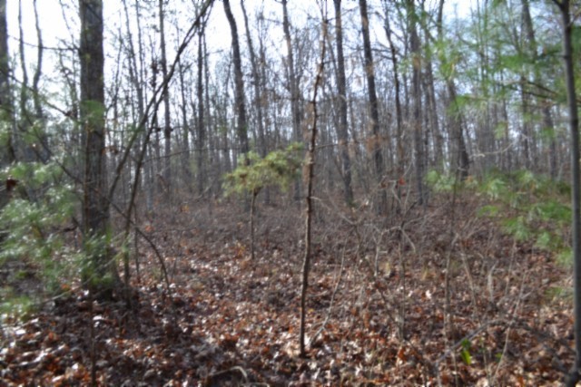 0 Shotgun Annie Road Jamestown, TN 38556 - Photo 14 of 59 a view of forest