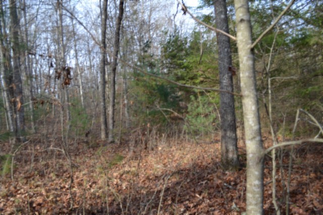 0 Shotgun Annie Road Jamestown, TN 38556 - Photo 15 of 59 a view of a forest