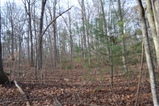 0 Shotgun Annie Road Jamestown, TN 38556 - Photo 16 of 59 a view of a forest with trees