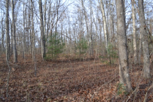 0 Shotgun Annie Road Jamestown, TN 38556 - Photo 17 of 59 a view of a forest with trees in the background