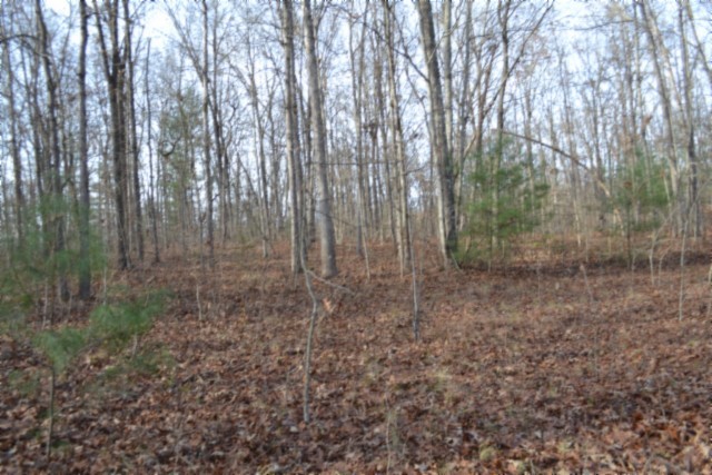 0 Shotgun Annie Road Jamestown, TN 38556 - Photo 18 of 59 a view of a forest with trees in the background