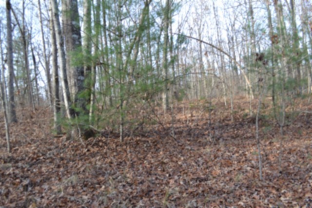 0 Shotgun Annie Road Jamestown, TN 38556 - Photo 20 of 59 a view of a yard with plants and trees