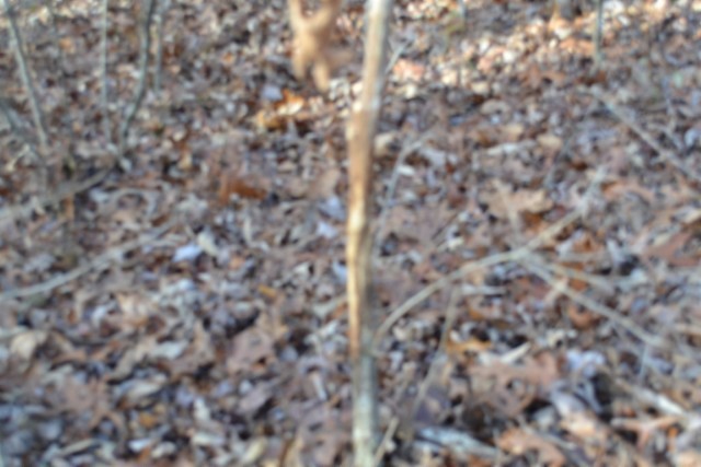 0 Shotgun Annie Road Jamestown, TN 38556 - Photo 22 of 59 a close up view of a plant