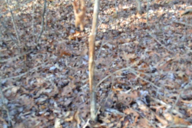 0 Shotgun Annie Road Jamestown, TN 38556 - Photo 23 of 59 a close up view of a plant