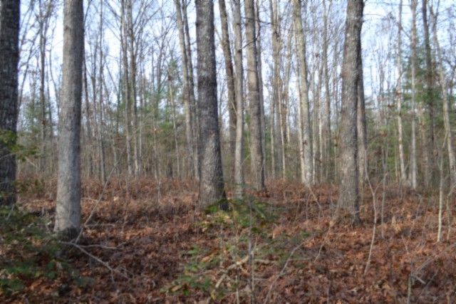 0 Shotgun Annie Road Jamestown, TN 38556 - Photo 26 of 59 a view of backyard with plants and trees