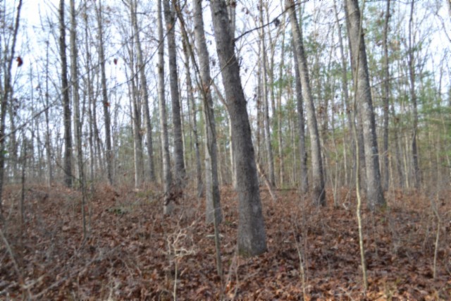 0 Shotgun Annie Road Jamestown, TN 38556 - Photo 28 of 59 a closeup of a plant