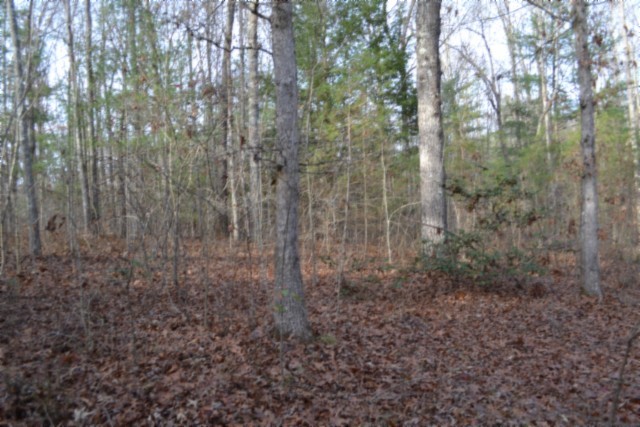 0 Shotgun Annie Road Jamestown, TN 38556 - Photo 31 of 59 a view of a forest that has large trees