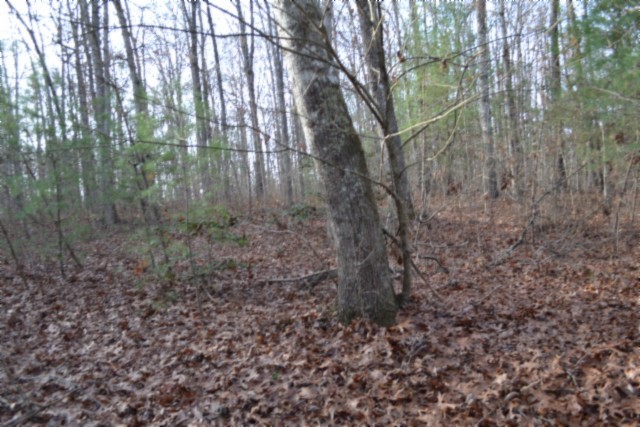0 Shotgun Annie Road Jamestown, TN 38556 - Photo 33 of 59 a view of a yard with large trees