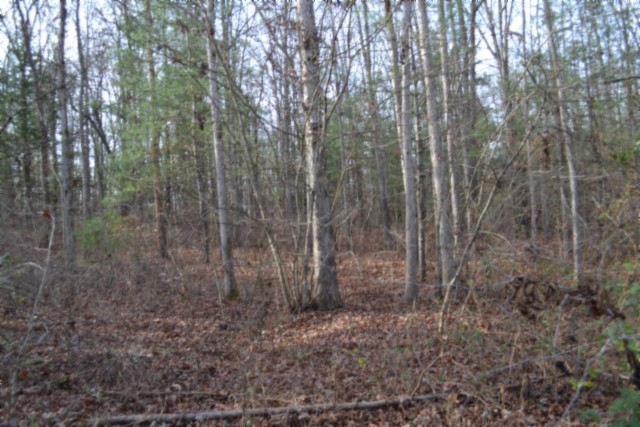0 Shotgun Annie Road Jamestown, TN 38556 - Photo 37 of 59 a view of a forest with trees in the background