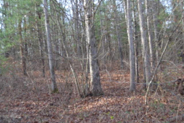 0 Shotgun Annie Road Jamestown, TN 38556 - Photo 38 of 59 a view of a forest with trees in the background