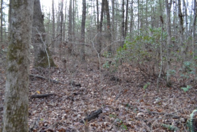 0 Shotgun Annie Road Jamestown, TN 38556 - Photo 47 of 59 a view of a forest with trees in the background
