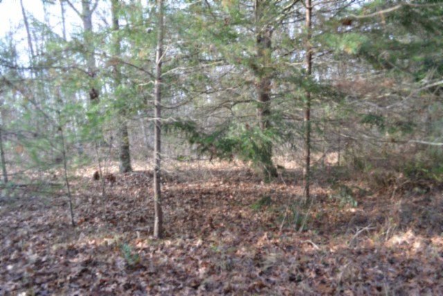 0 Shotgun Annie Road Jamestown, TN 38556 - Photo 9 of 59 a view of a forest with a tree