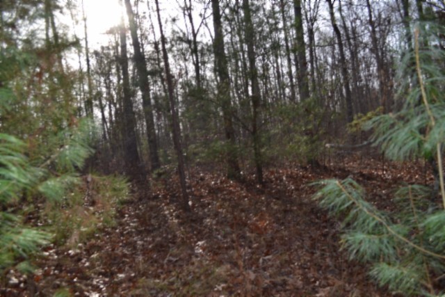 0 Shotgun Annie Road Jamestown, TN 38556 - Photo 10 of 59 a view of forest