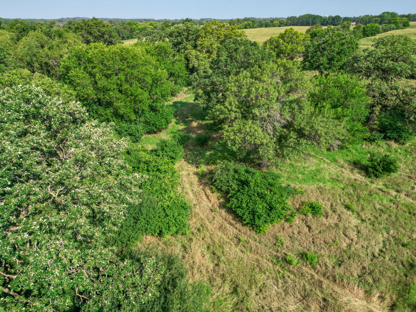 15218 Harmony Road Huntley, IL 60142 - Photo 8 of 13 a view of a lush green forest with large trees