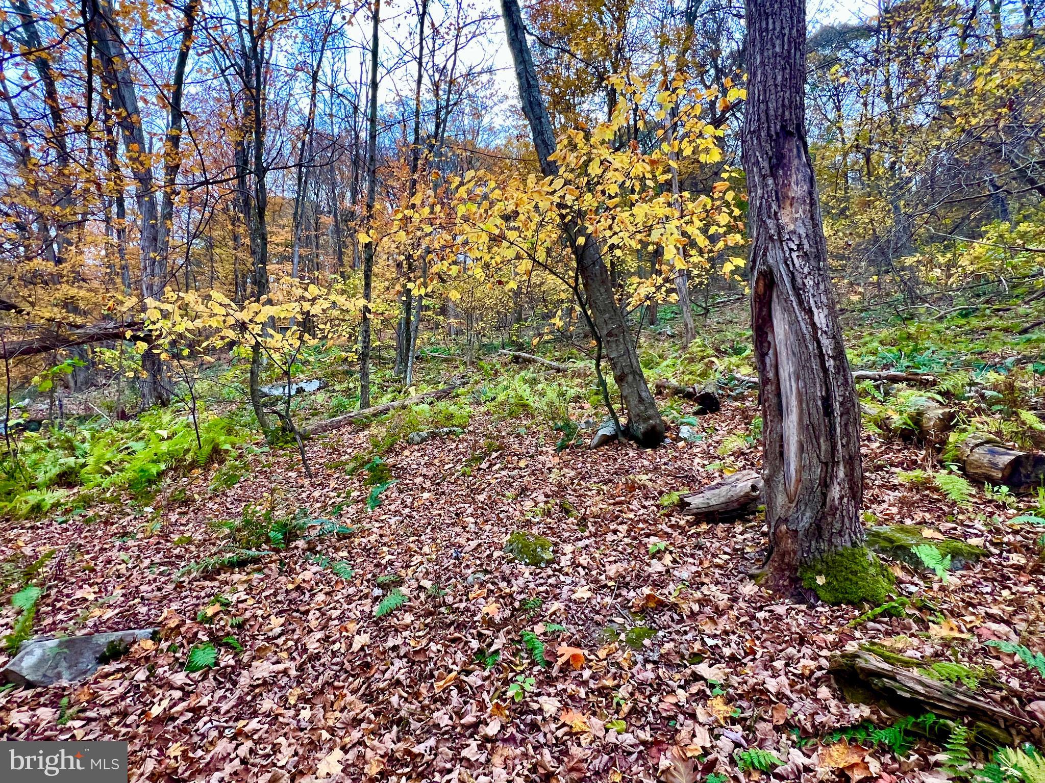 1858 Sandy Run Road Hopewell, PA 16650 - Photo 31 of 35 a backyard of a house with lots of green space