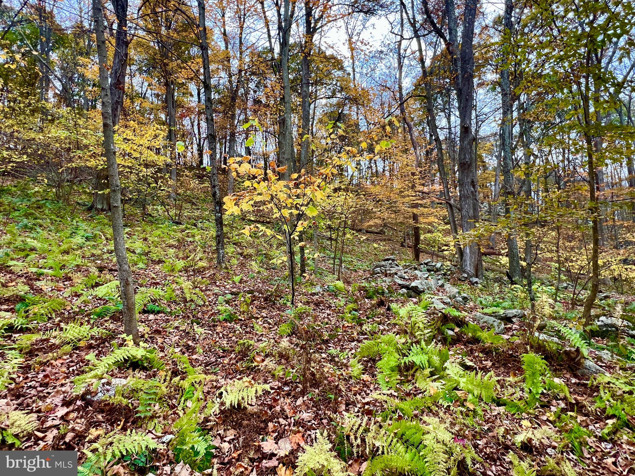 1858 Sandy Run Road Hopewell, PA 16650 - Photo 32 of 35 a view of a yard