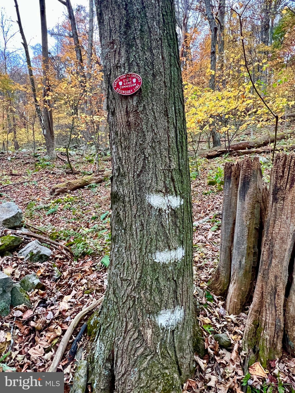 1858 Sandy Run Road Hopewell, PA 16650 - Photo 33 of 35 a view of a tree in the garden