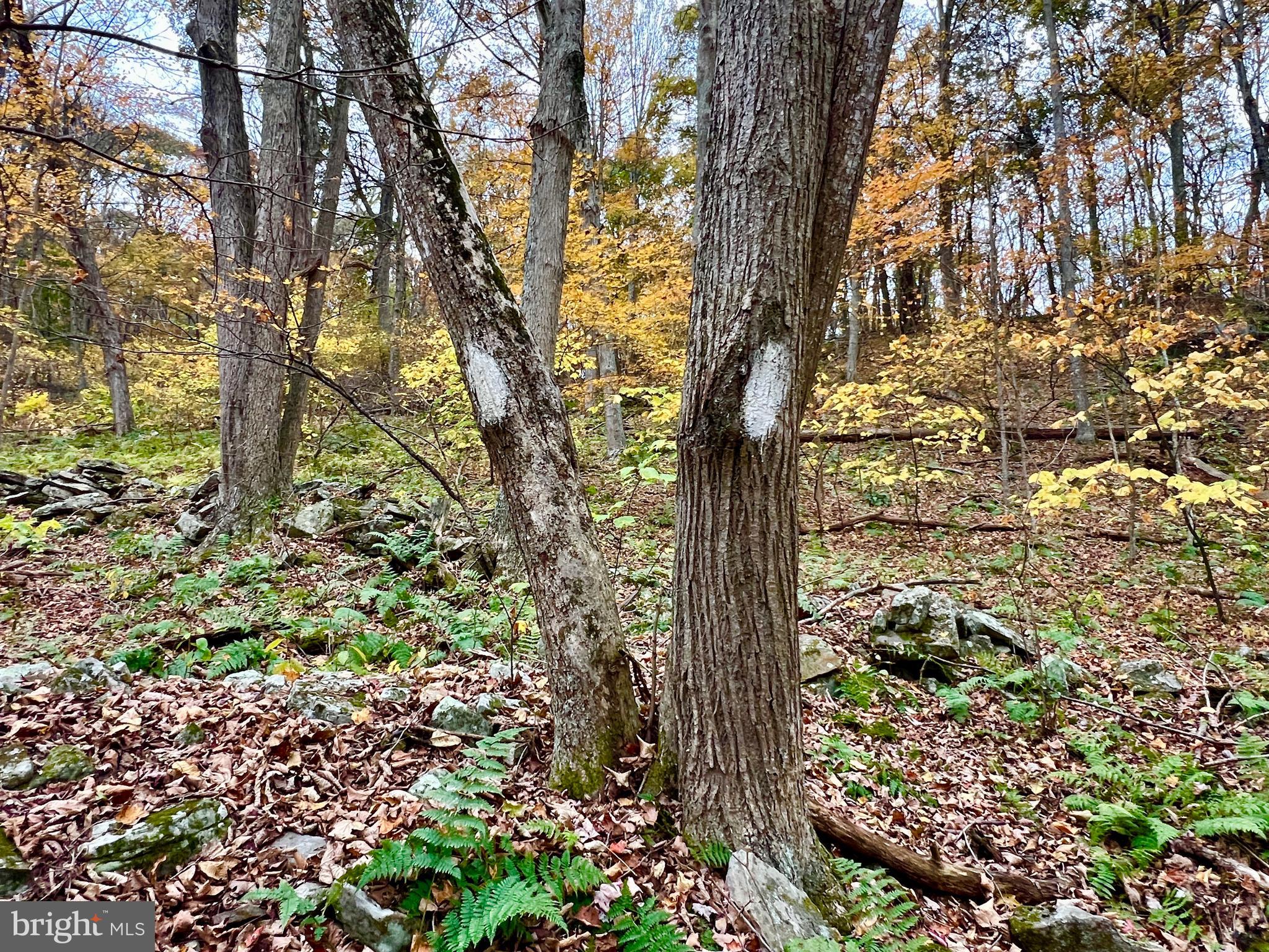1858 Sandy Run Road Hopewell, PA 16650 - Photo 35 of 35 a picture of trees