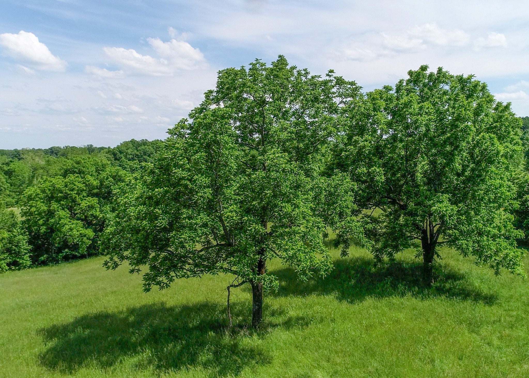 1125 Rose Hill Road Pulaski, TN 38478 - Photo 13 of 40 a view of a big yard with plants and large trees
