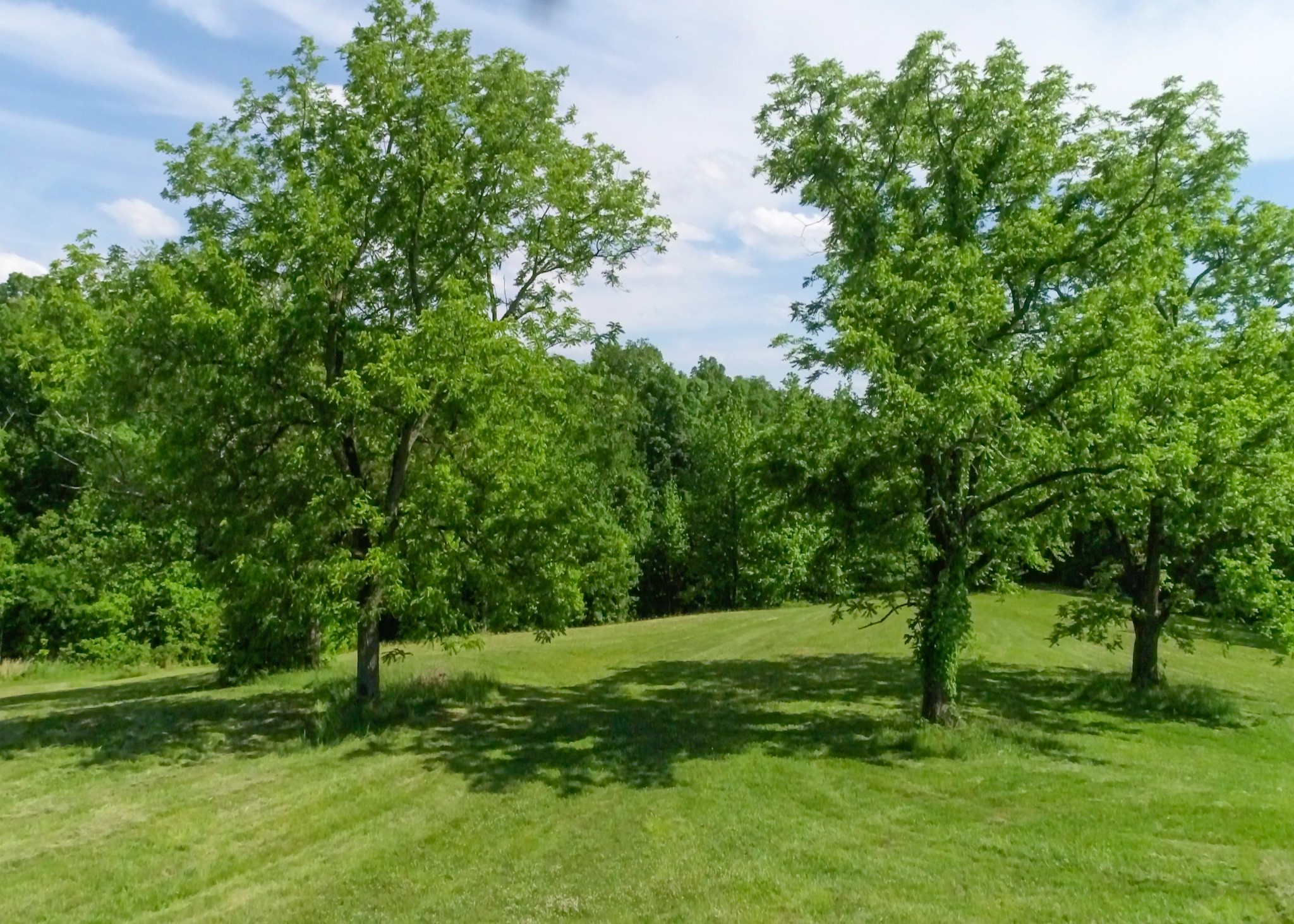 1125 Rose Hill Road Pulaski, TN 38478 - Photo 23 of 40 a view of a field with a tree