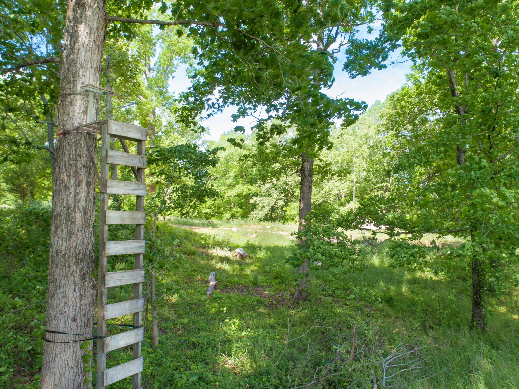 1125 Rose Hill Road Pulaski, TN 38478 - Photo 27 of 40 a view of a yard