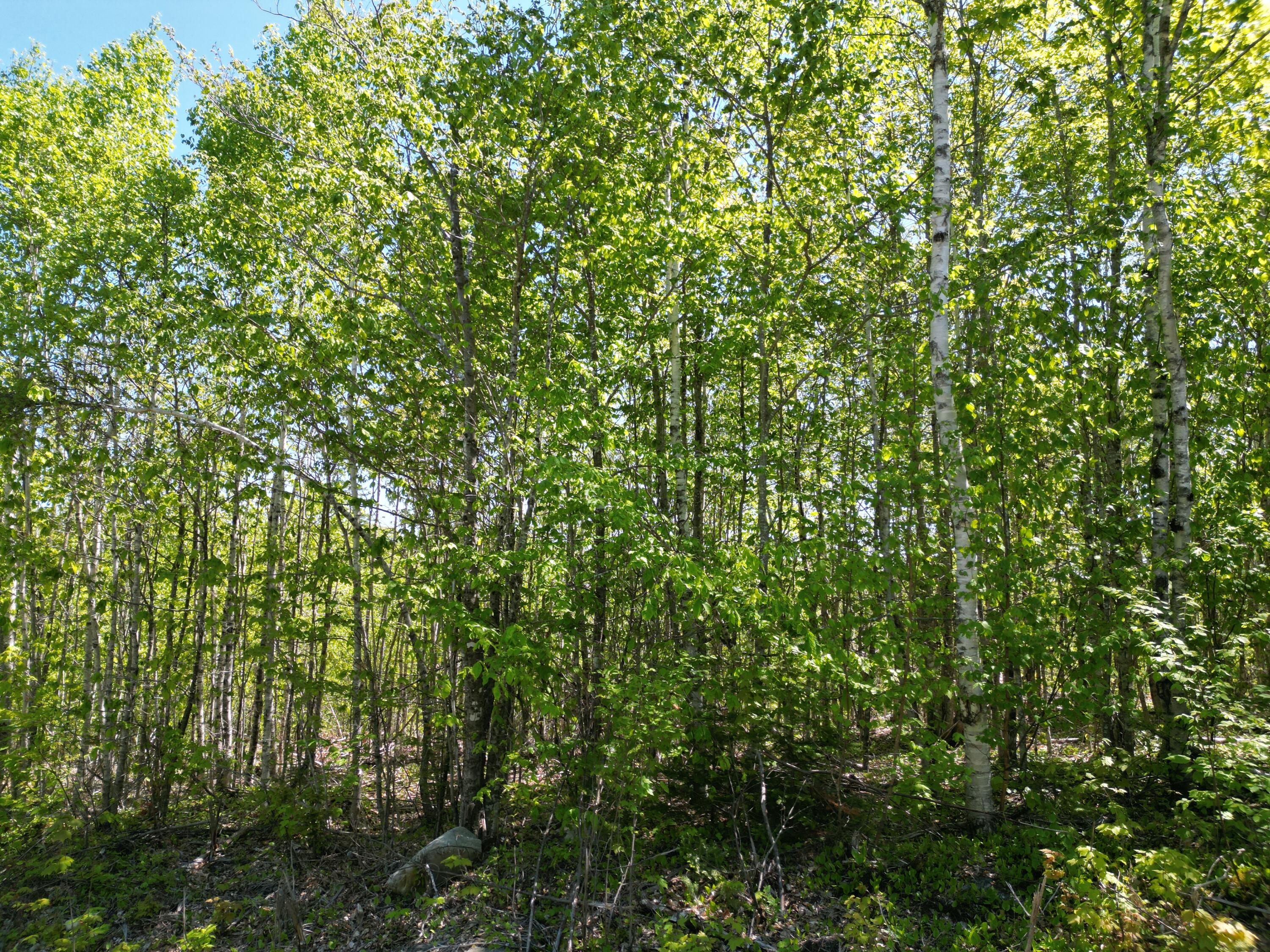 Lot 1 Shep Road Extension Springfield, ME 04487 - Photo 16 of 18 DJI_0037