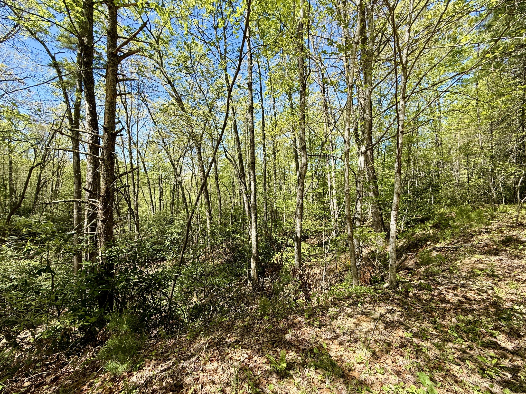 1 Sprucy Ridge Mountain City, TN 37683 - Photo 12 of 15