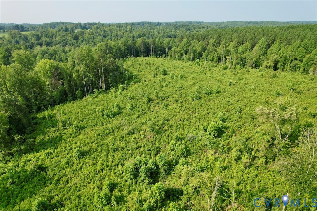 5211 Indian Oak Road Crewe, VA 23930 - Photo 17 of 23 Expansive land parcel featuring dense green vegeta