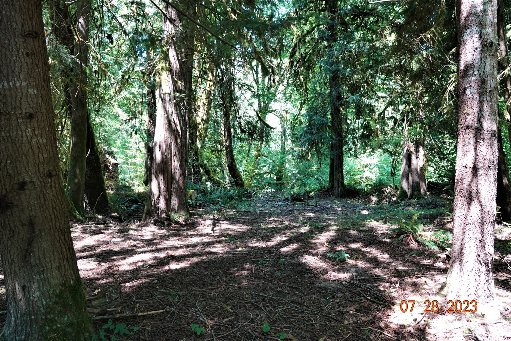135 Cedar Grove Road Randle, WA 98377 - Photo 5 of 30 Gallery Image 5