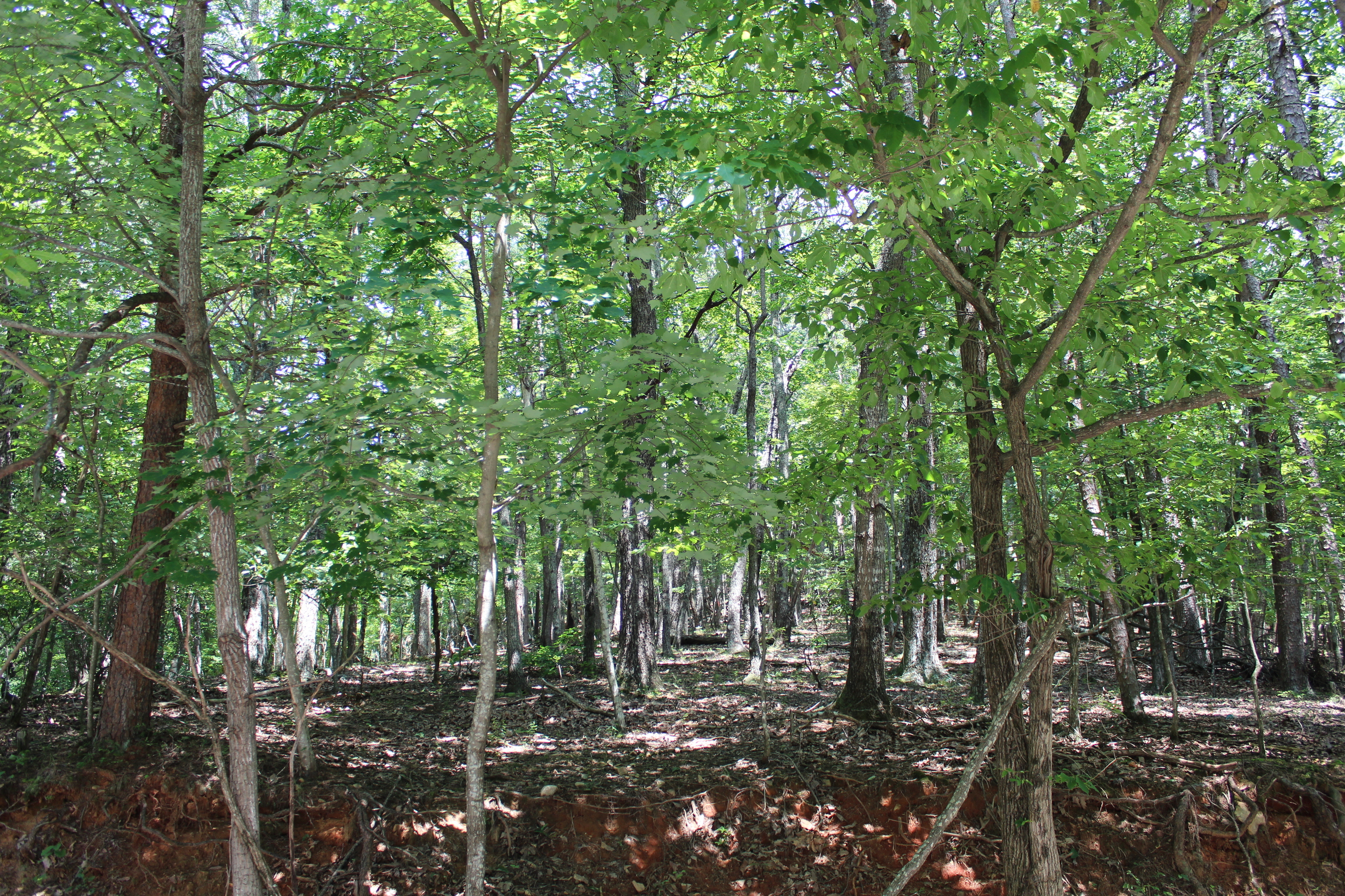 0 Denny Ridge Road, Unit 4568 Jasper, GA 30143 - Photo 12 of 40