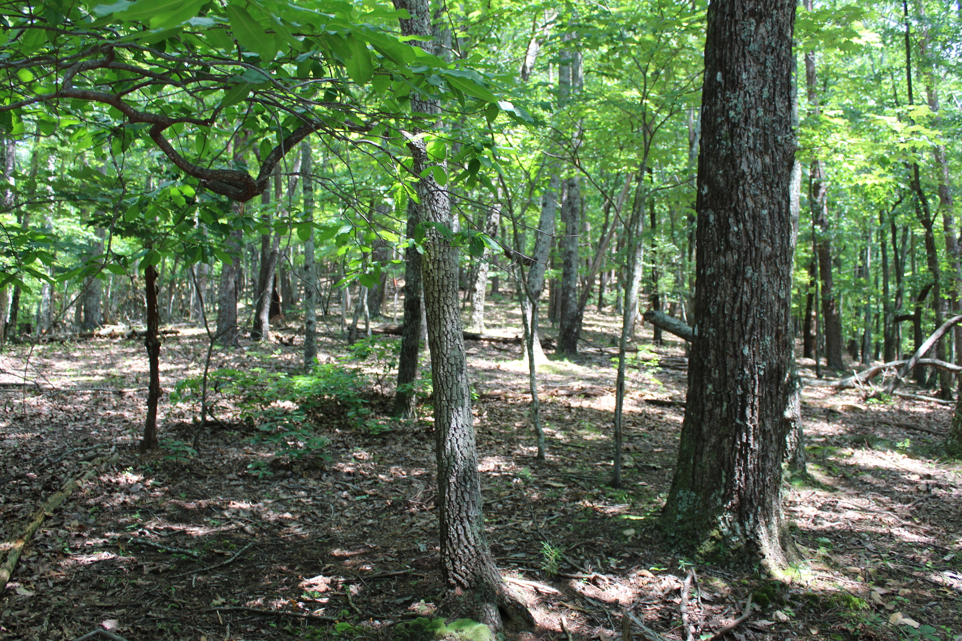 0 Denny Ridge Road, Unit 4568 Jasper, GA 30143 - Photo 14 of 40