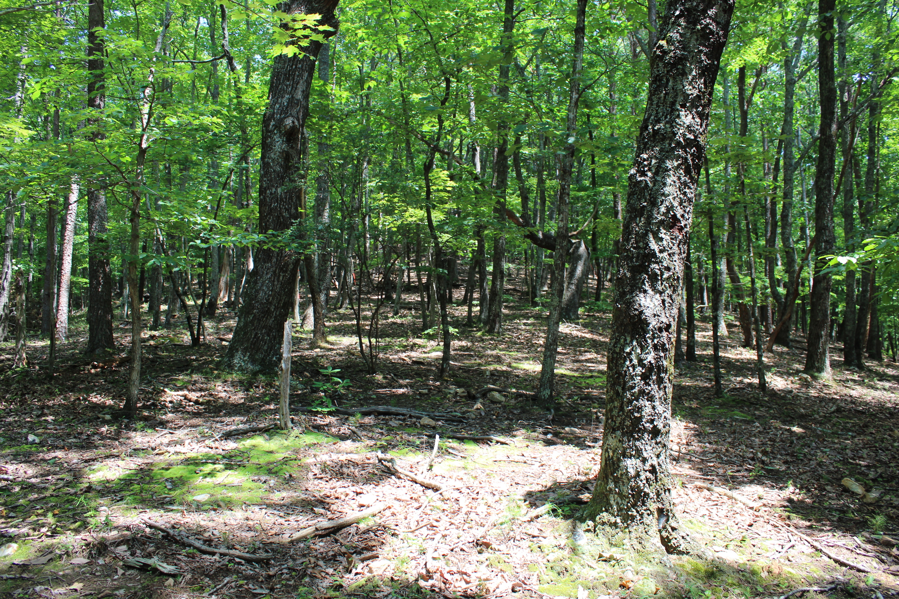 0 Denny Ridge Road, Unit 4568 Jasper, GA 30143 - Photo 16 of 40