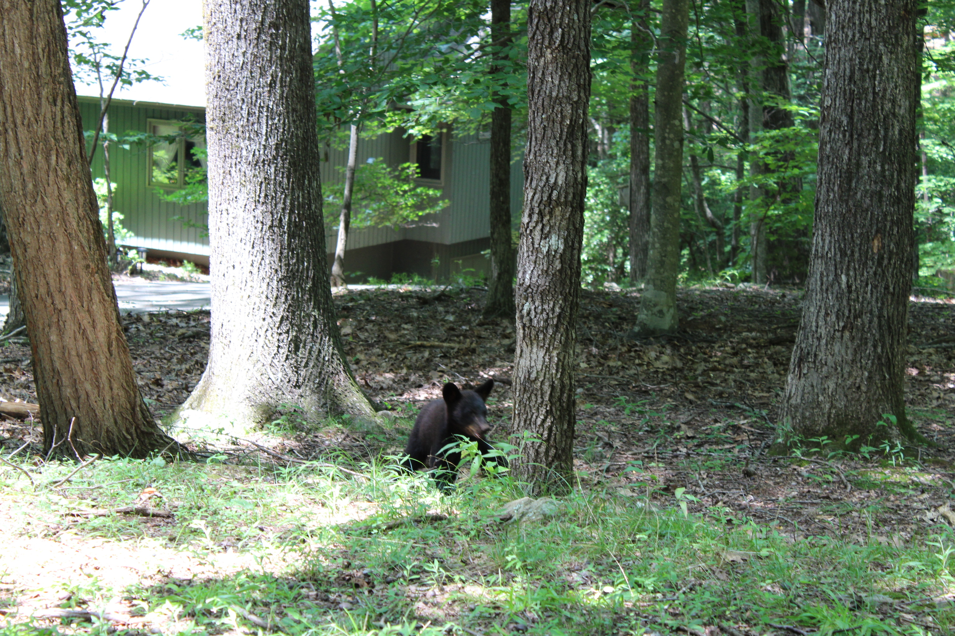 0 Denny Ridge Road, Unit 4568 Jasper, GA 30143 - Photo 40 of 40