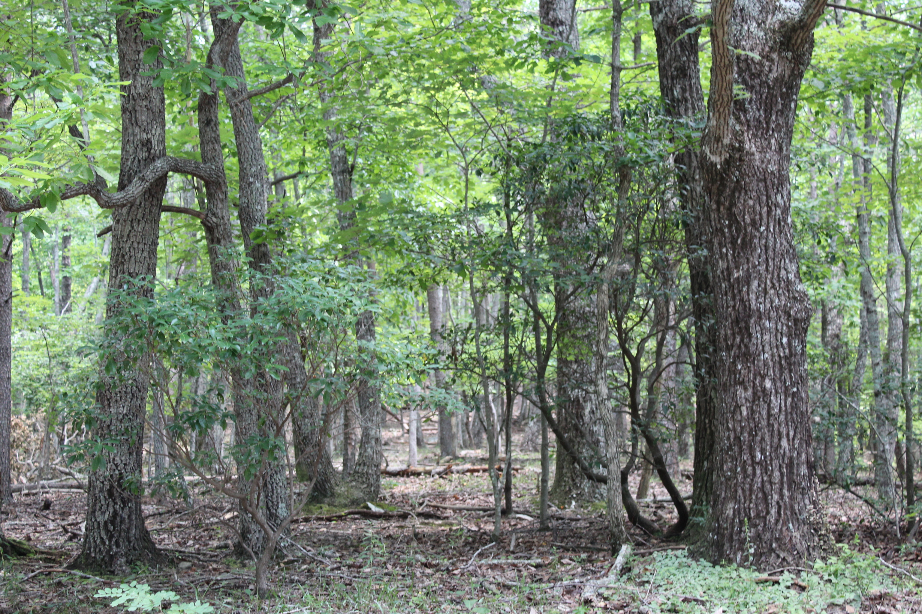 0 Denny Ridge Road, Unit 4568 Jasper, GA 30143 - Photo 7 of 40