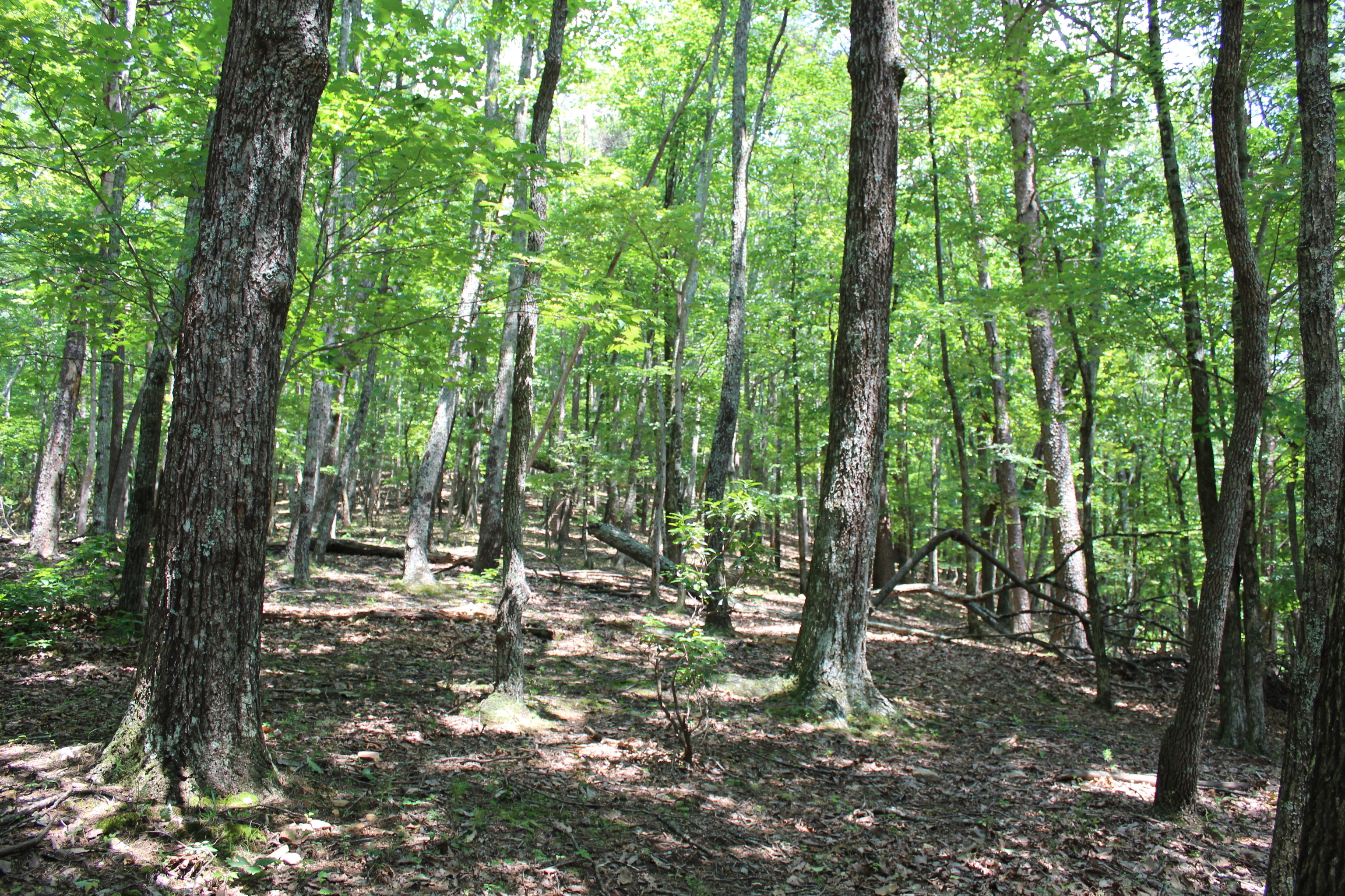 0 Denny Ridge Road, Unit 4568 Jasper, GA 30143 - Photo 9 of 40