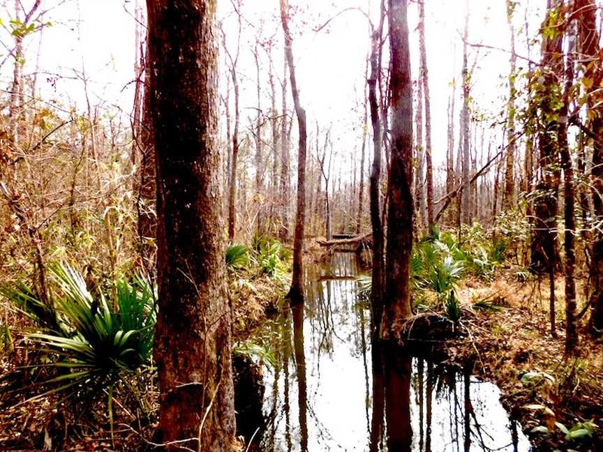 0 Coast Line Road Salters, SC 29590 - Photo 35 of 37