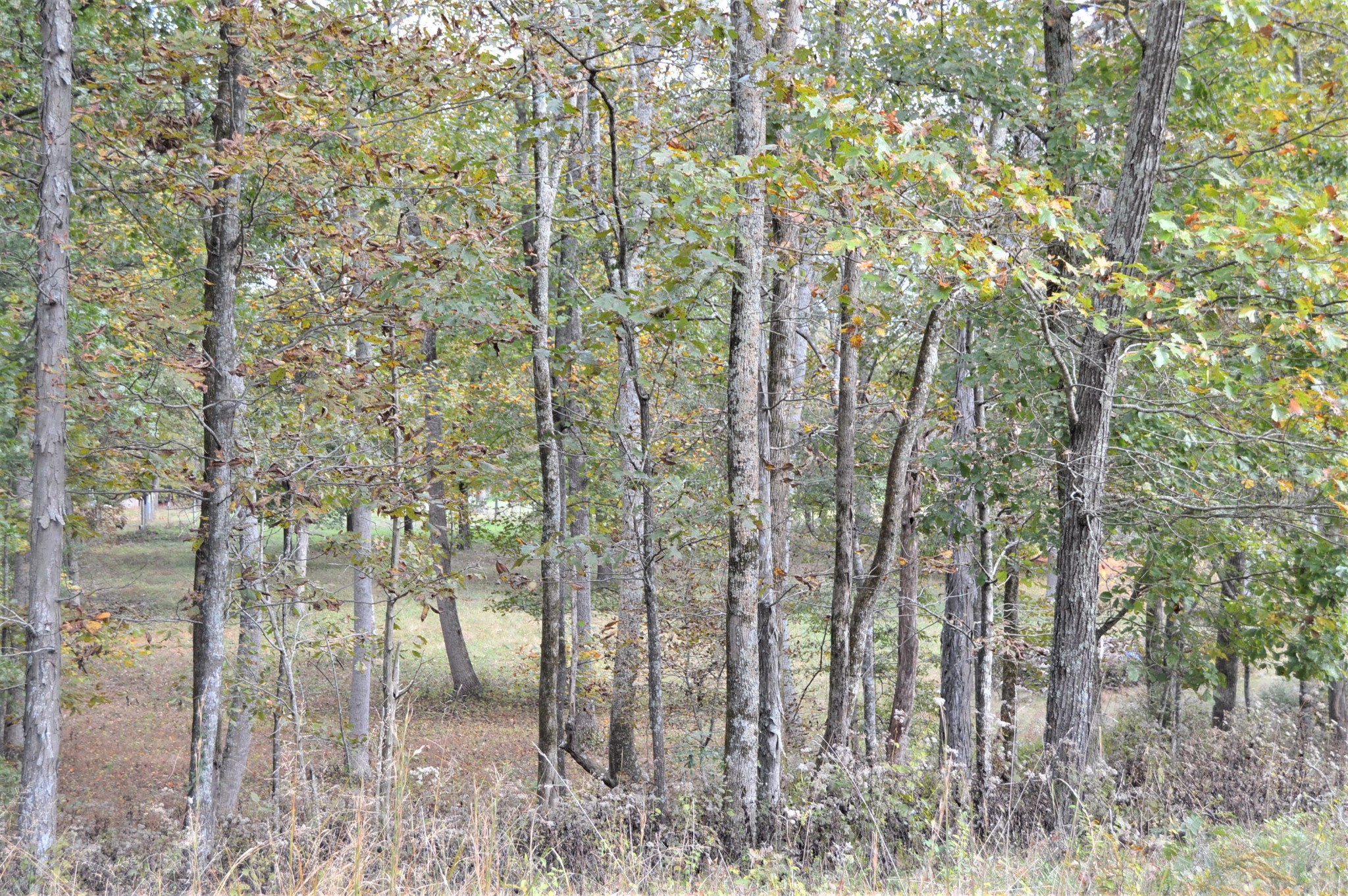 2964 Ownby Road Lewisburg, TN 37091 - Photo 30 of 34 Gallery Image 30
