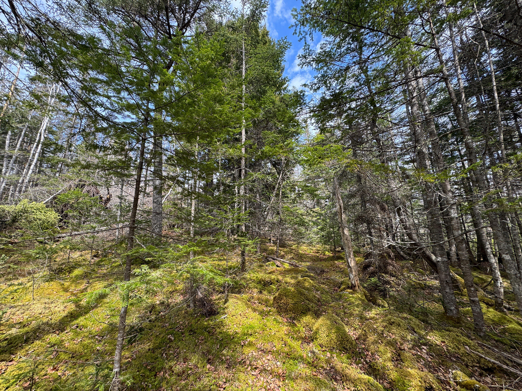 Lot 46 Yoho Head Road Machiasport, ME 04655 - Photo 21 of 22 IMG_4722